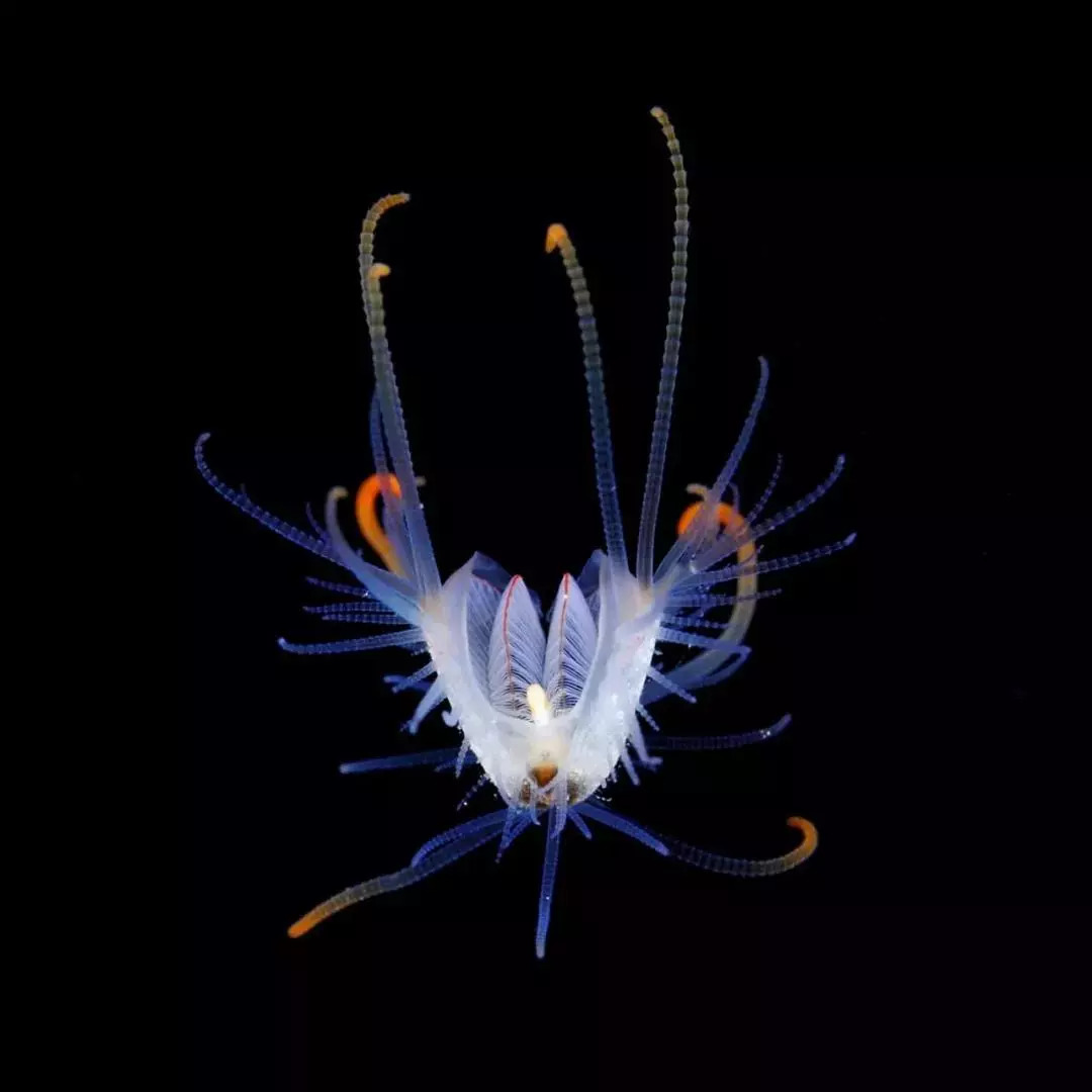 岛国摄影师拍摄深海神秘生物，获国家地理大奖