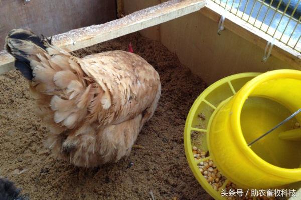 阳台养鸡发酵床注意事项,夏天阳台养鸡用发酵床养鸡可以吗