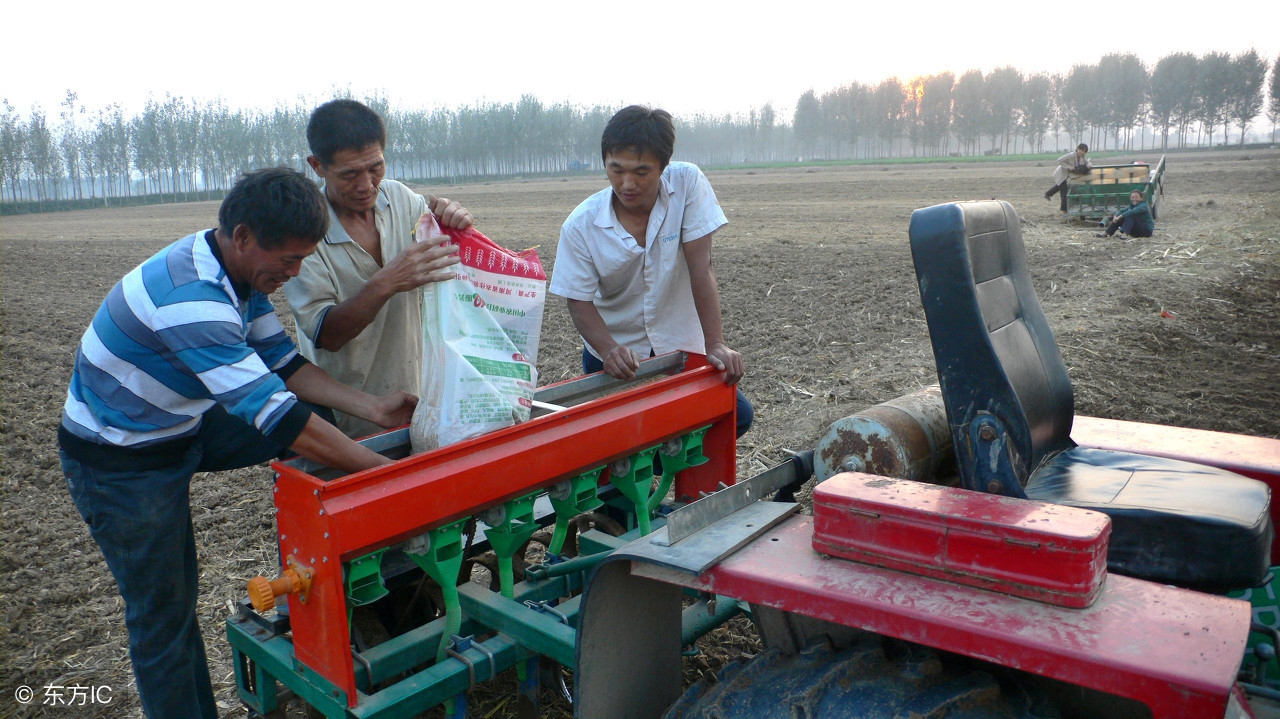 河南十大小麦新品种介绍,河南高产800公斤小麦品种