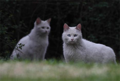 绝育能延长宠物寿命,还有利于生态平衡,为何你还在抗拒?