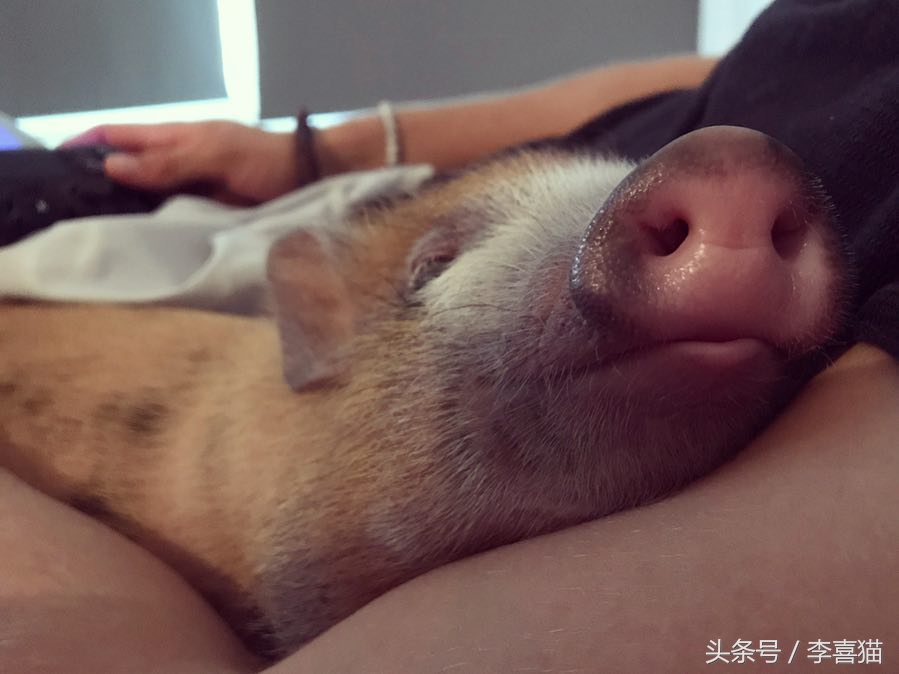 什么宠物猪可爱最好养呢,宠物猪的饲养方法