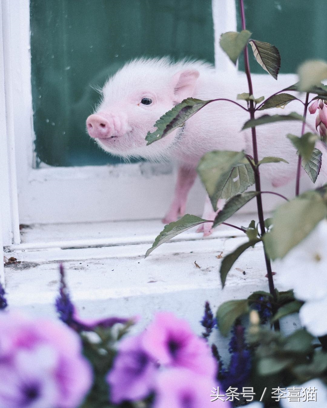 什么宠物猪可爱最好养呢,宠物猪的饲养方法