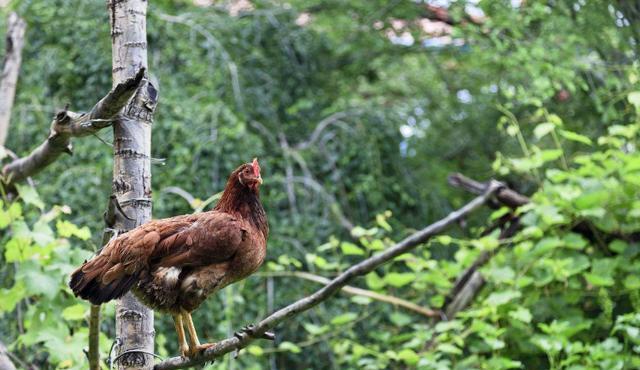 散养土鸡晚上灯光问题,散养土鸡和笼养鸡哪个容易得病