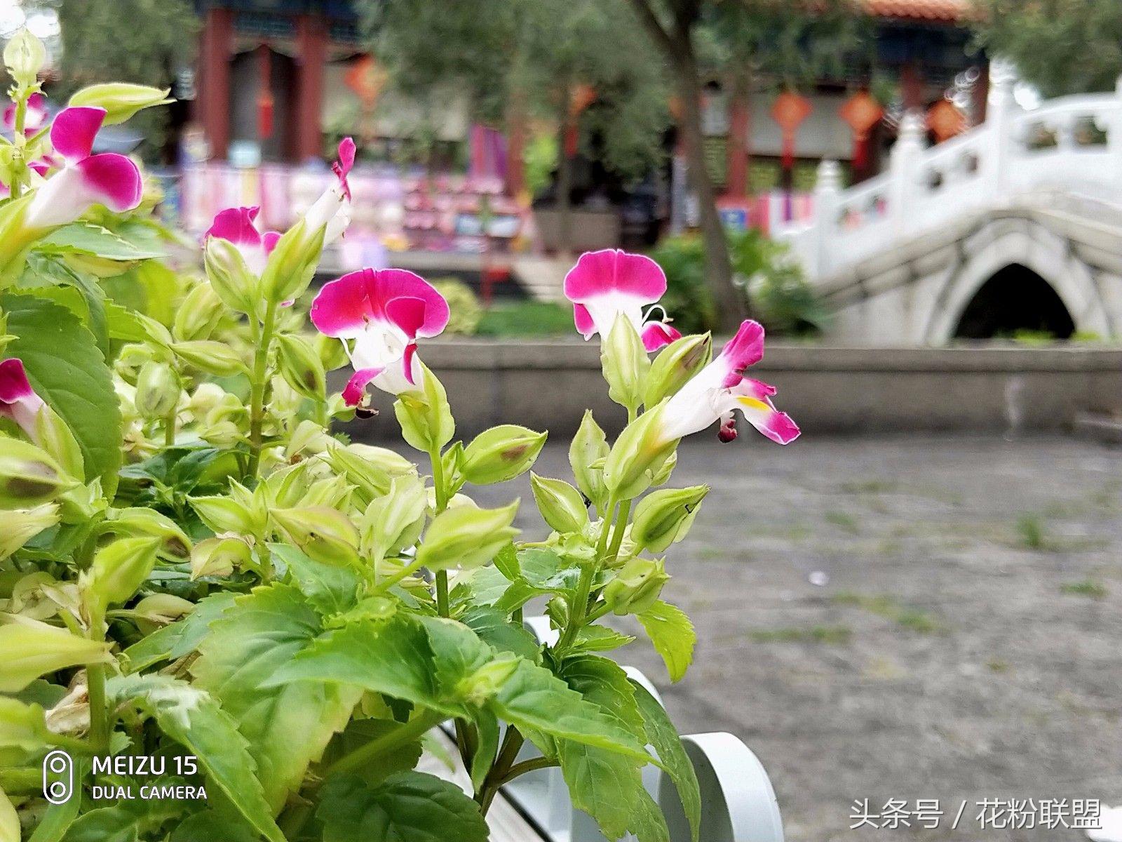 拍照水印哪个好用,拍照有水印和无水印哪个好看