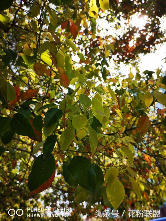 拍照水印哪个好用,照片水印哪个品牌先用