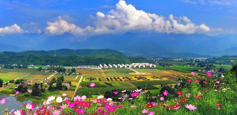 最好看的紫薇花美景,初秋靓丽的紫薇花