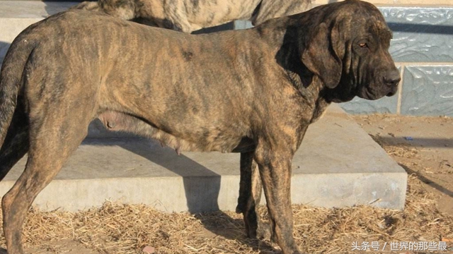 世界上最强的五大猛犬,世界五大最强悍猛犬