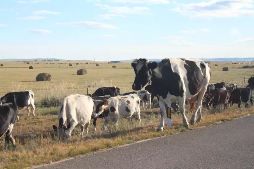 全新一代瑞虎8秘境雨林深度体验 (开19款1.6t豪华版瑞虎8自驾游)