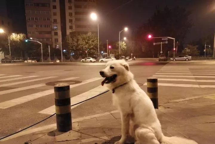 如何惹烦一只猫,如何惹猫咪生气