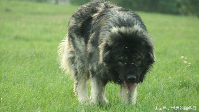 适合新手饲养的十大猛犬,适合新手养的四种猛犬