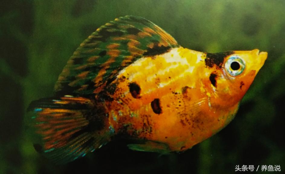 热带观赏鱼茶壶鱼,玛丽鱼和什么鱼相似