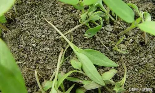 花草枯叶病如何防治图片,花卉病害大全及防治药剂