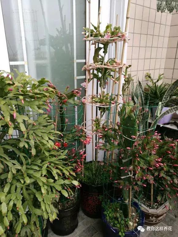 绿萝洗干净就可以水养了么,绿萝吊兰长势慢