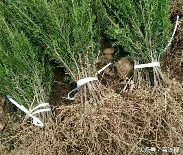 曼地亚红豆杉怎样,曼地亚红豆杉种子繁殖方法