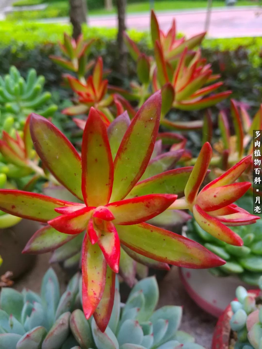 养了五年多肉没一盆“干货”？终于总结出原因了！