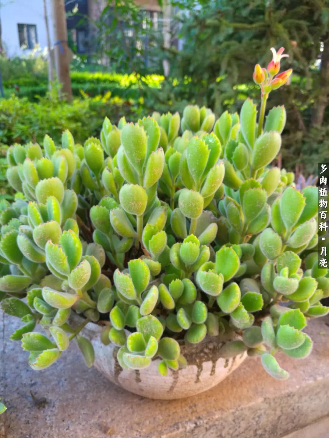 养了五年多肉没一盆“干货”？终于总结出原因了！