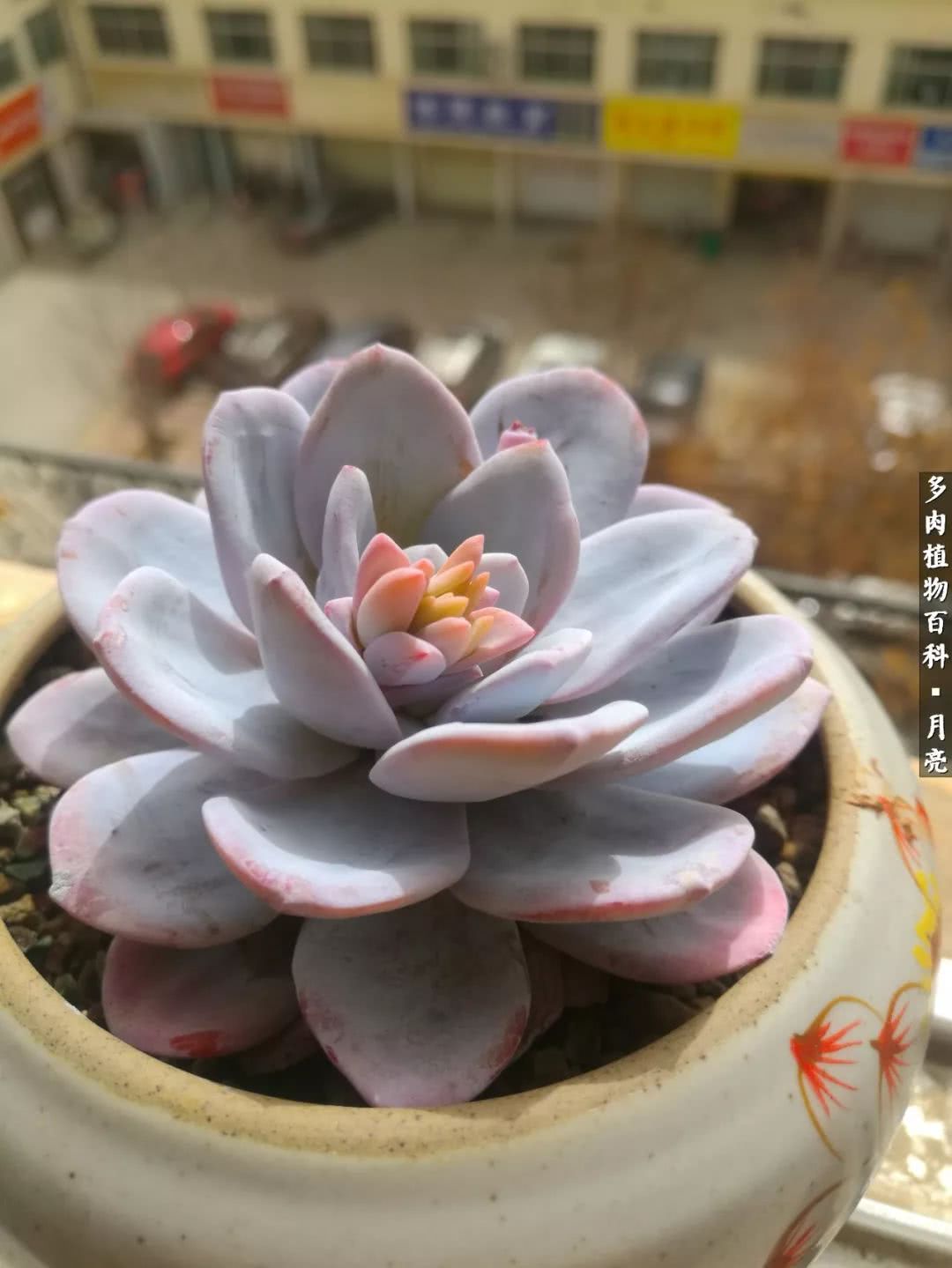 养了五年多肉没一盆“干货”？终于总结出原因了！