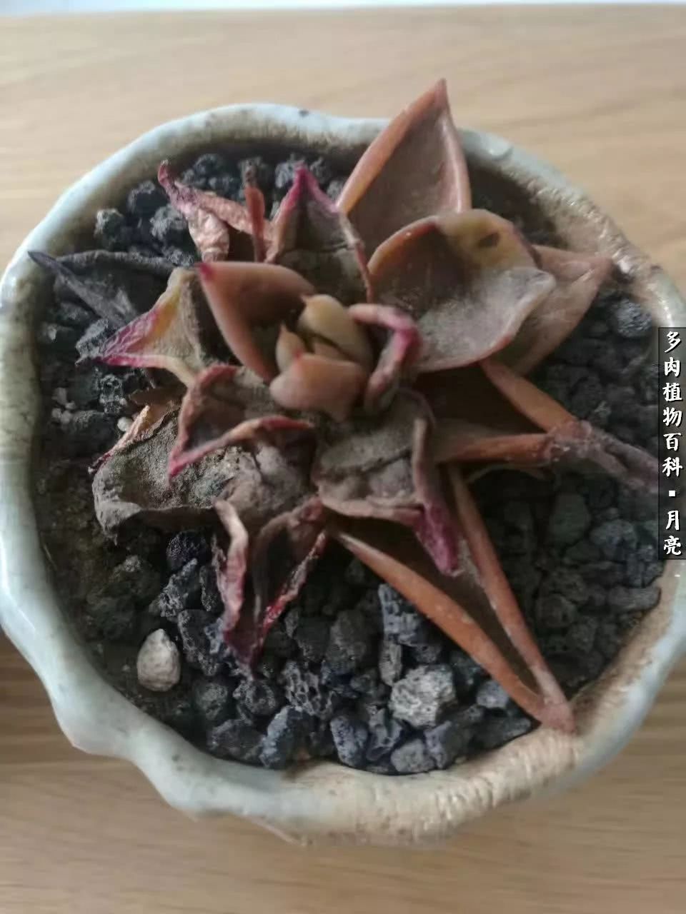 养了五年多肉没一盆“干货”？终于总结出原因了！