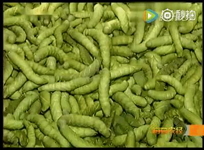 六安这种常见的虫子,竟然卖到了180一斤!你家附近有吗?