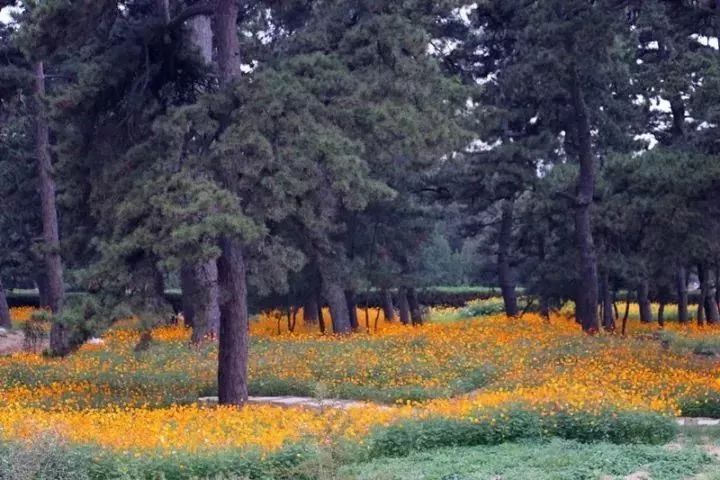 秋天适合旅游的地方易县,清西陵秋冬美景