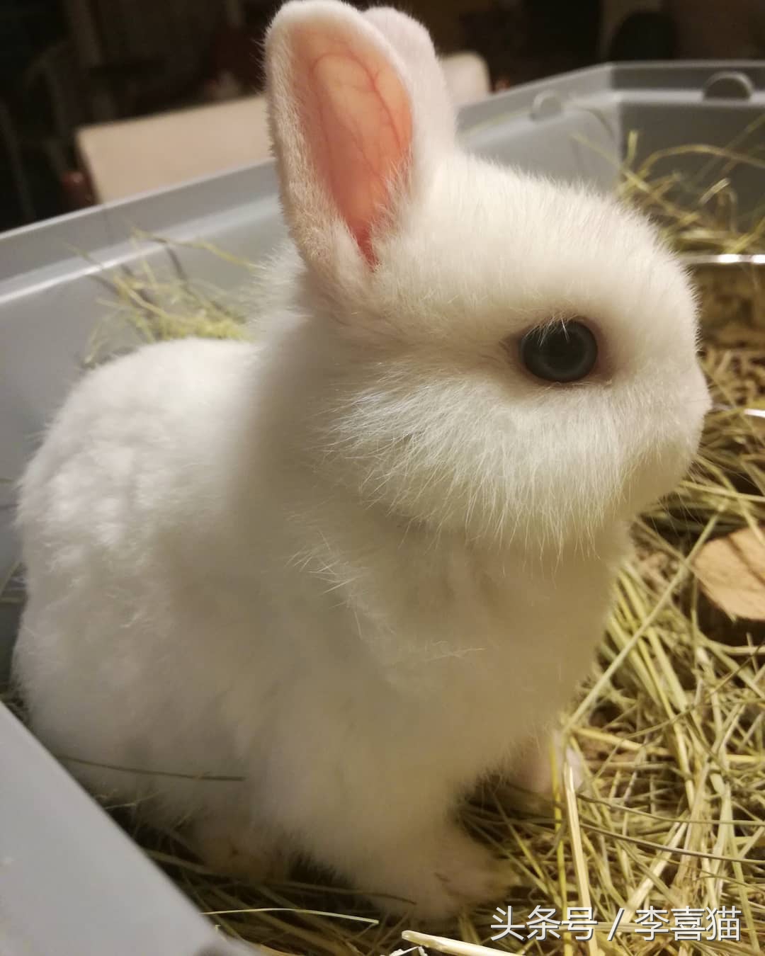 传说中的玉兔是不是嫦娥的宠物,中秋节的玉兔捣药