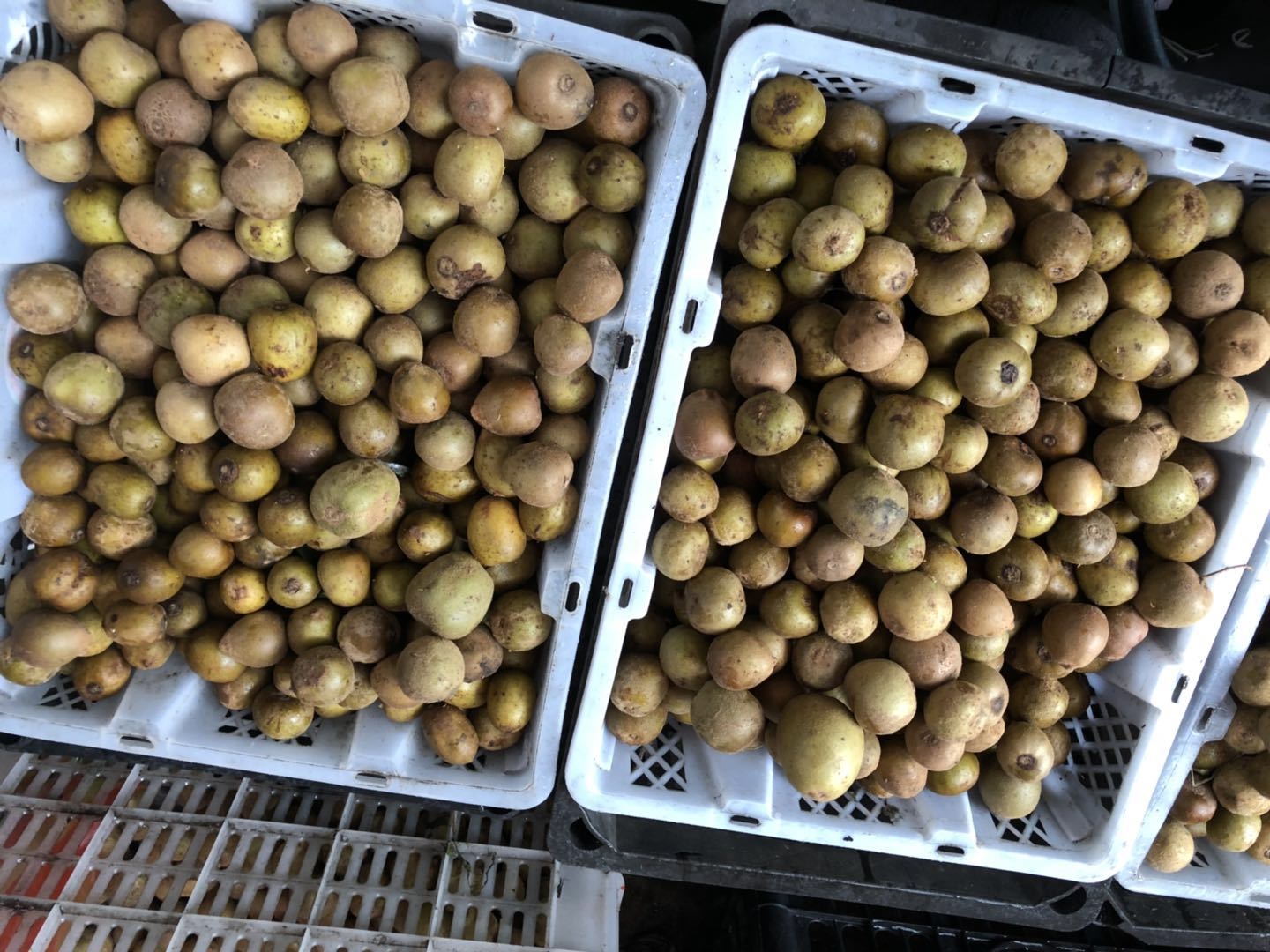 人间仙境洛阳栾川老君山,河南旅游景点推荐洛阳重渡沟