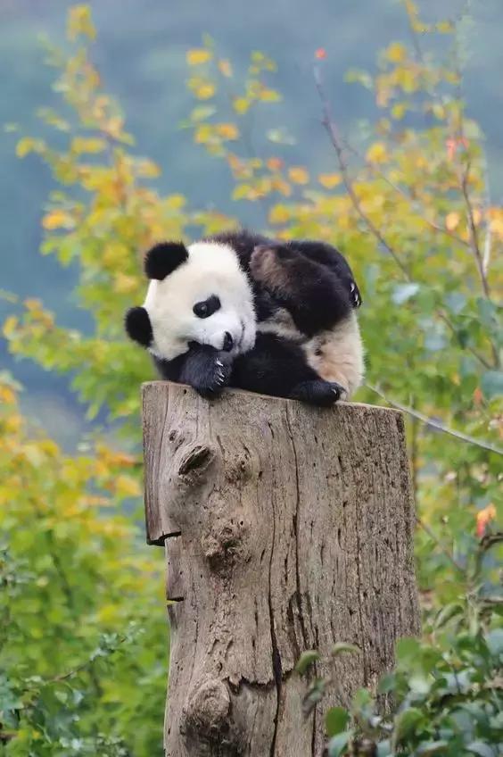 8条进藏绝美公路现在路况如何,一条绝美的进藏公路