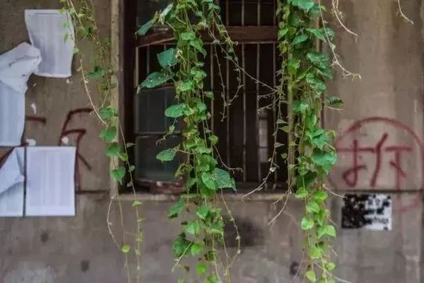 探店老字号包子店,深藏街巷29年的老牌包子