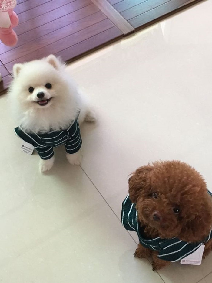 饲养博美常识大全,博美的饲养方法和注意事项