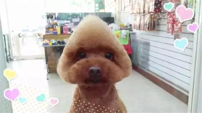 养泰迪十大副作用,养泰迪的基本常识