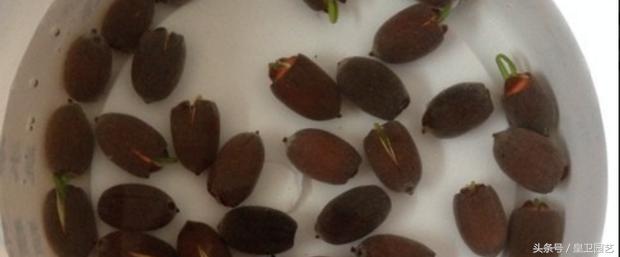 出水芙蓉而淤泥不染什么意思,芙蓉出水一尘不染