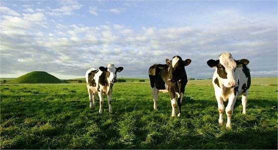 爱他美白金版澳洲和德国版哪个好,澳洲爱他美和美赞臣深度水解奶粉