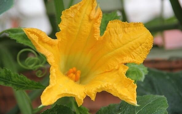 钓鱼“饵料”有哪些？没想到水果蔬菜都能做饵料！你还不知道吧！