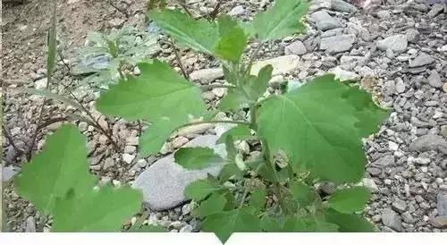 绵阳人讨厌的这个野果子，有人专门来捡赚钱……