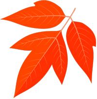 「优秀教学团队」妇产科：师徒相携，薪火相传