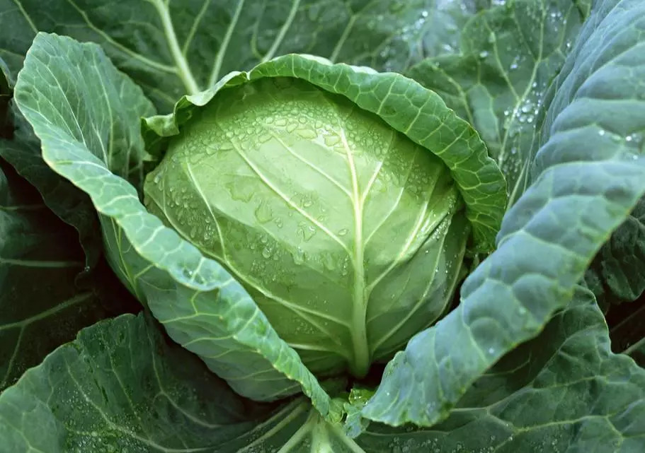 这三种水果不能吃否则后悔终身,安徽滁州水果有哪些