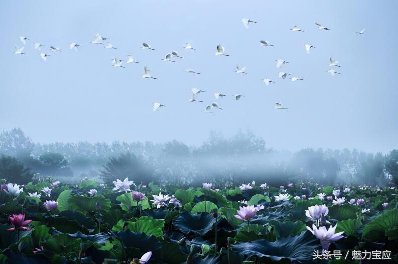 古镇射阳,古镇射阳湖