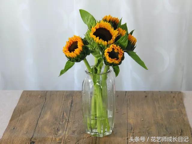 摘下来的向日葵如何养活,向日葵的养护方法和注意事项图文