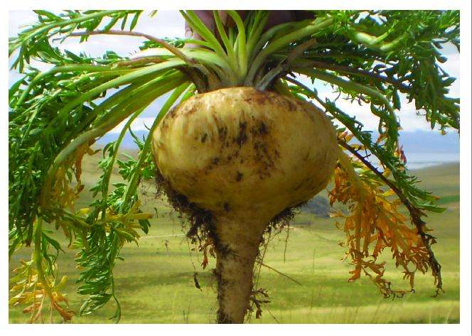 这南美喂牲口的菜,曾在我国卖到上万,现在每斤八块,你吃过吗?