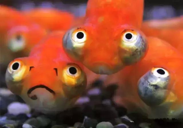 金鱼养眼,十大观赏小型金鱼