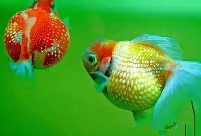 金鱼养眼,十大观赏小型金鱼