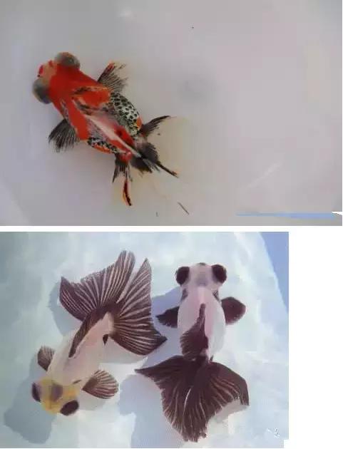 金鱼养眼,十大观赏小型金鱼