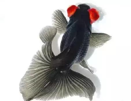 金鱼养眼,十大观赏小型金鱼