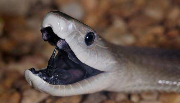 一头大象被黑曼巴蛇咬伤,黑曼巴蛇咬大象完整视频