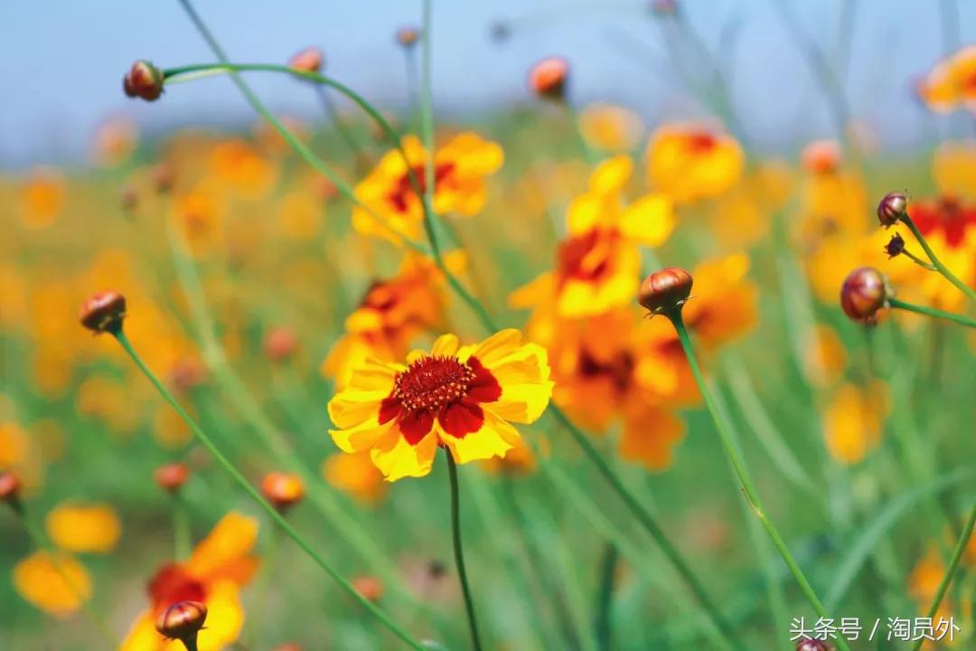 昆仑雪菊茶色,正宗昆仑雪菊