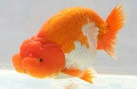 兰寿都是短尾巴吗,兰寿为什么短尾