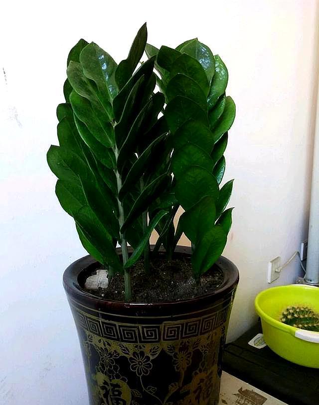 金钱树浇什么水能使叶子油绿旺盛,金钱树叶子不够油绿是什么原因