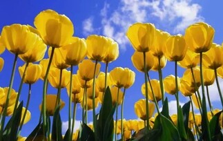 花语大全喜欢的赶紧收藏起来,花语大全100种花的花语象征爱情