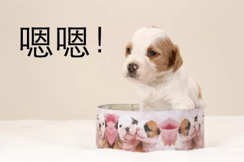 长假在即，铲屎官不敢出门？智能神器来帮你！