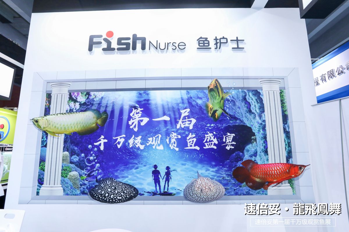 十大顶级巨型观赏鱼视频播放,顶级观赏鱼高清全屏视频